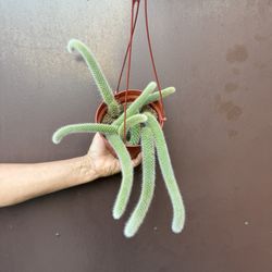 6” Monkey Tail Cactus 