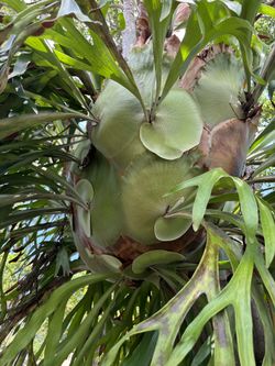 XL Stag horn Plant
