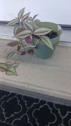 Plant