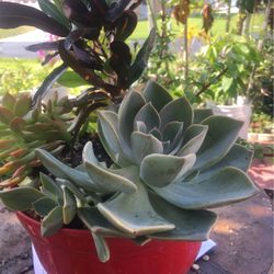 Succulent &little Newel& blue ache I& American  Plant 
