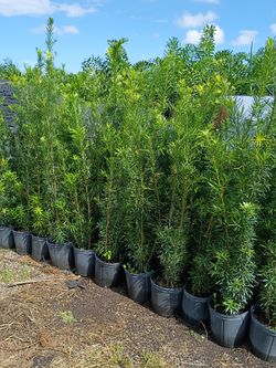 Huge Podocarpus Over 4 Feet Tall Instant Privacy Hedge For Fence