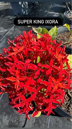 ❤️ Super King Ixora