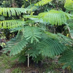 Home Comforts

Poinsiana Floral Bermuda Plant Flowering 

