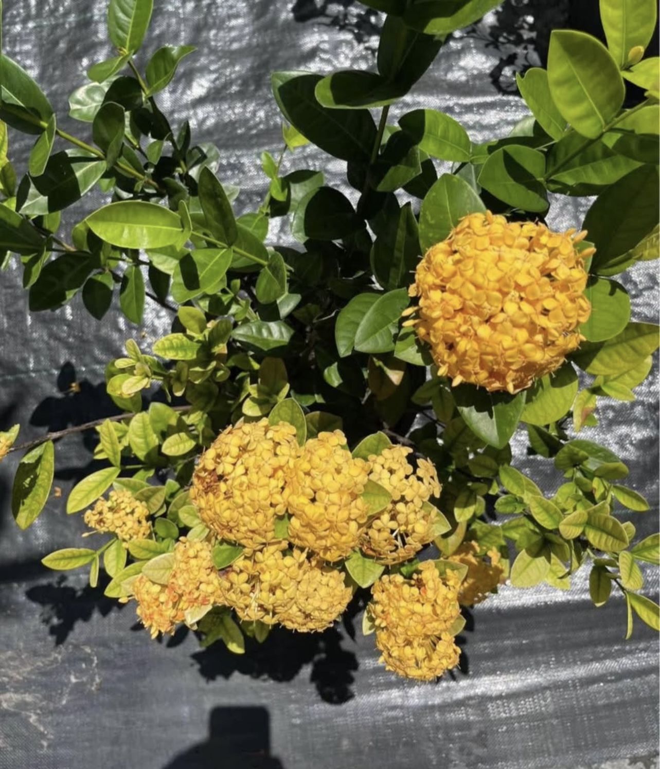 Ixora Maui Yellow - 3gl