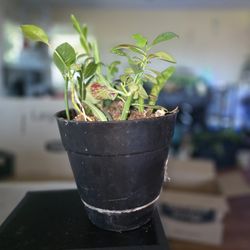 25 Dollar House Plant 