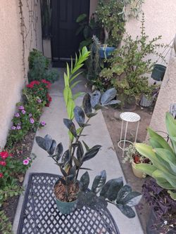 Raven "Black " Z Z Plant $25