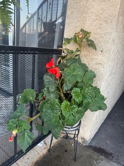 Live Begonia Plant with Red Blooms