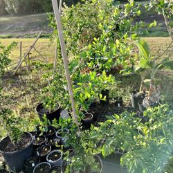 7 Gallon Flowering And Fruiting Barbados Cherry Trees