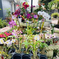 We are open today, varieties of the orchids, interior plants, cactus and succulent, arrangement for Valentine’s and more!! ❤️😘