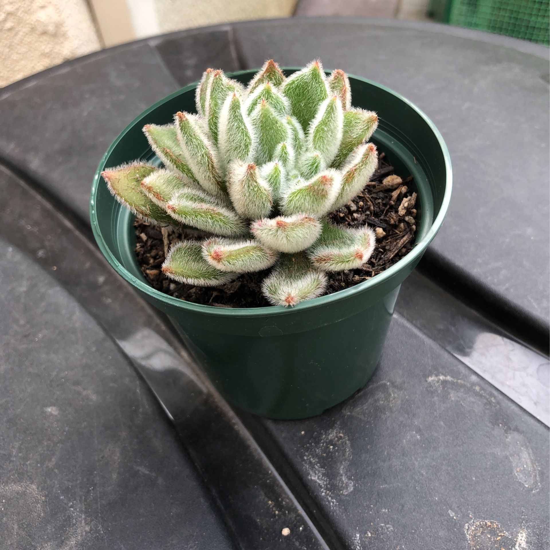 Echeveria Doris Taylor Succulent