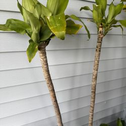 Lucky Plant ( Fortune)