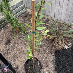 5 Gallon Strawberry Tree