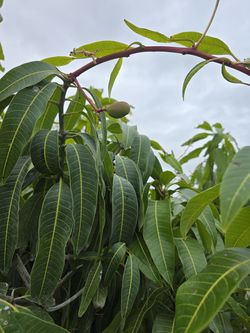 Mangos grafted 15gallones Tree ya con fruta