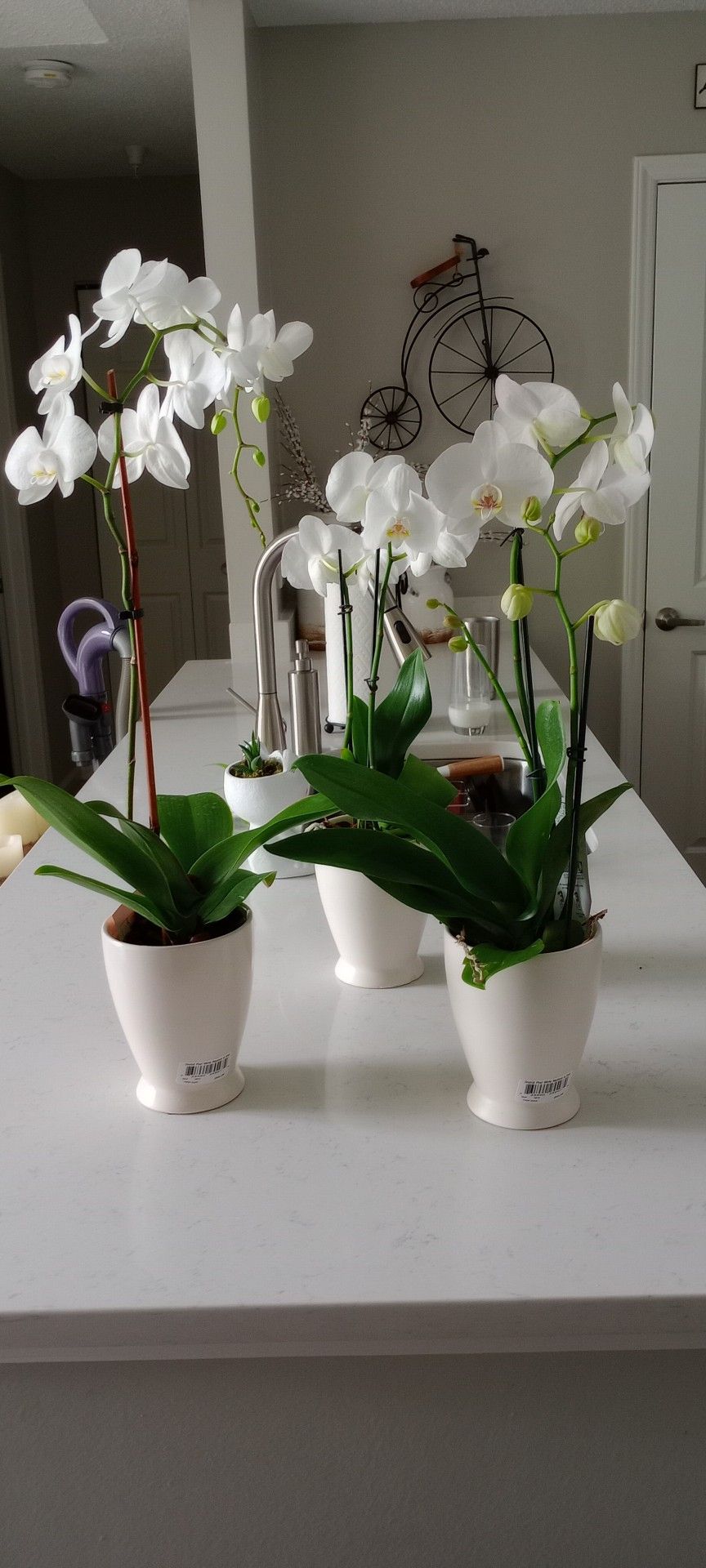 Live Large Potted Orchid 