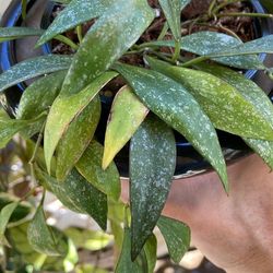 HOYA PARVIFLORA Splash