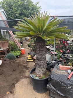 Sago palms