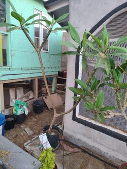 Plant