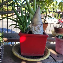 aloe vera plant red glazed pot