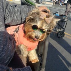Dog SUNGLASSES 