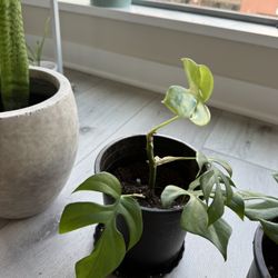 🌿 3 Indoor Plants for Sale – Healthy + Easy Care 🌿
