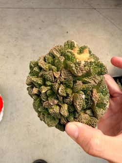 Ariocarpus cactus