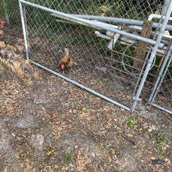 Cyclone Fence Gates