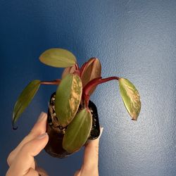 Strawberry Shake Philodendron 