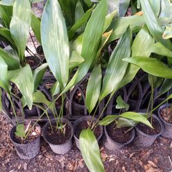 Cast Iron Plants - Aspidistra Elatior