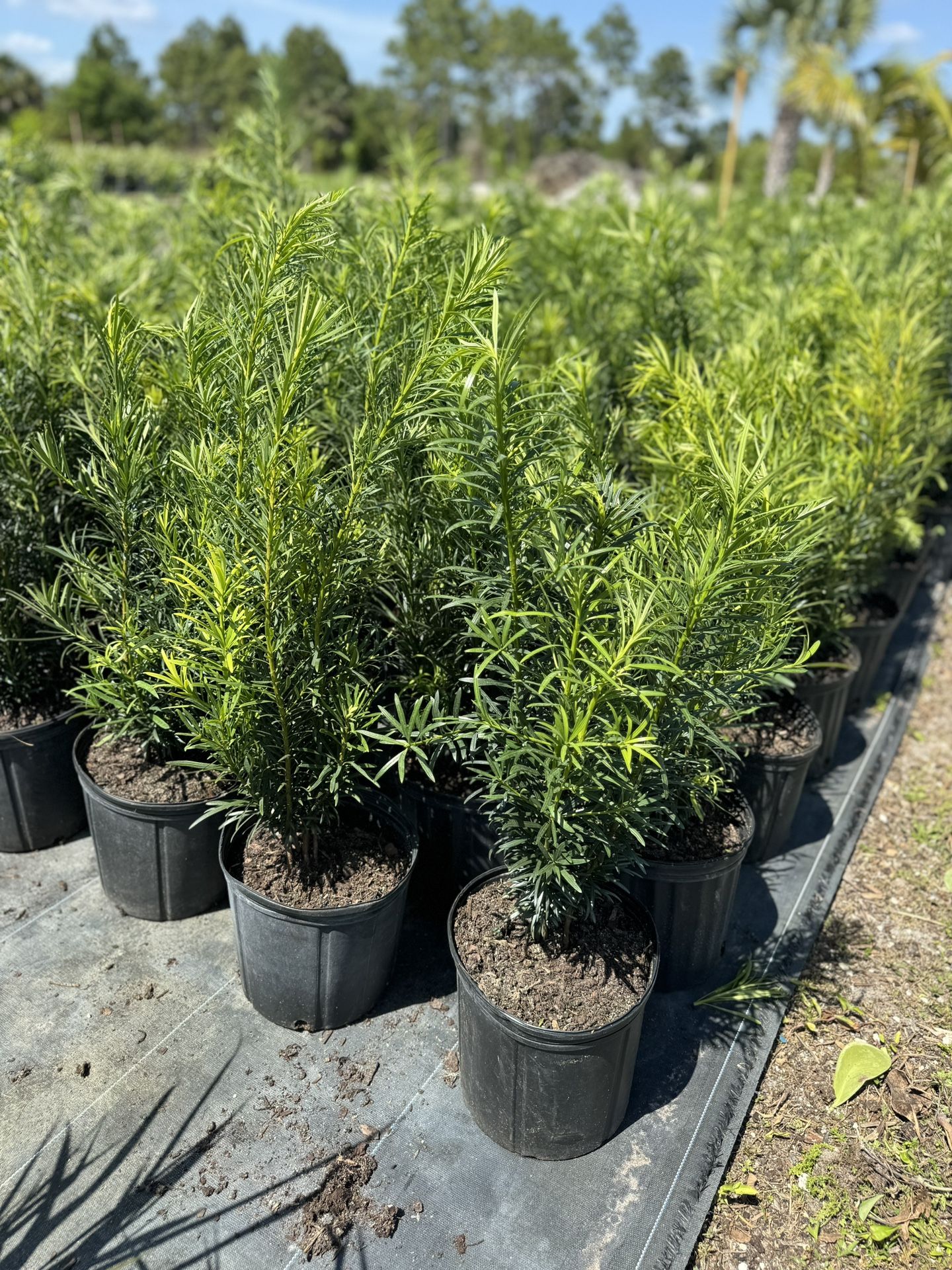 Podocarpus Plants 3G