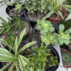 Plants $3 Each