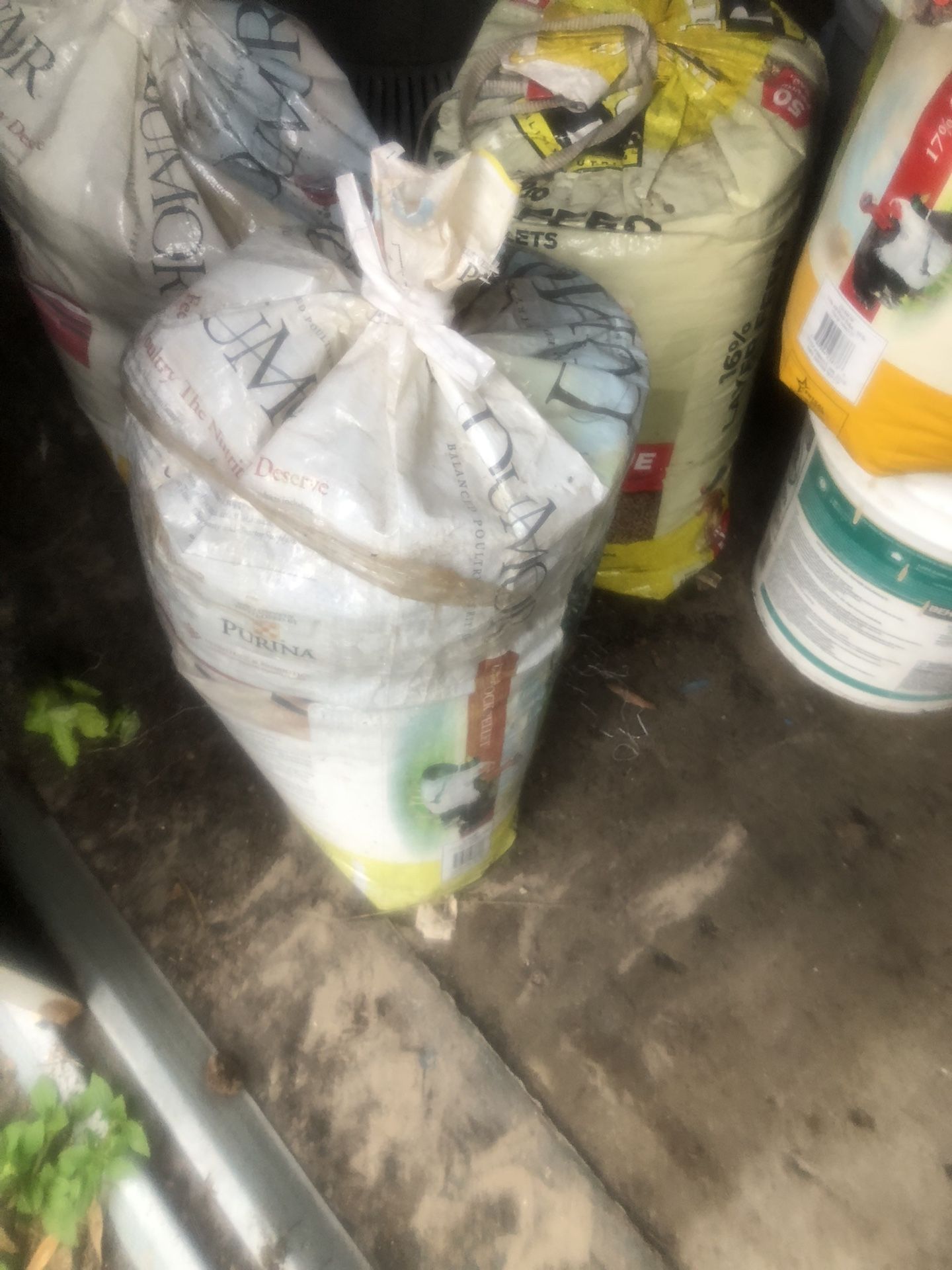 Organic Chicken Fertilizer Right From The Chickens Good For Garden And  Plants $20 A Bag