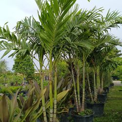 Triple Christmas Palms 25gl $120🌴🌴🌴