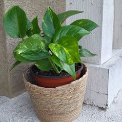 Hawaiian Pothos Live Plant in 6.4" Seagrass Planter Pot | Boho Home Decor | Office Plant | Balcony Indoor Plant Gift