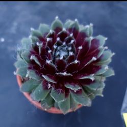 SUCCULENT PLANT SALE IN SAN LORENZO..THIS WEEK IN SAN LORENZO