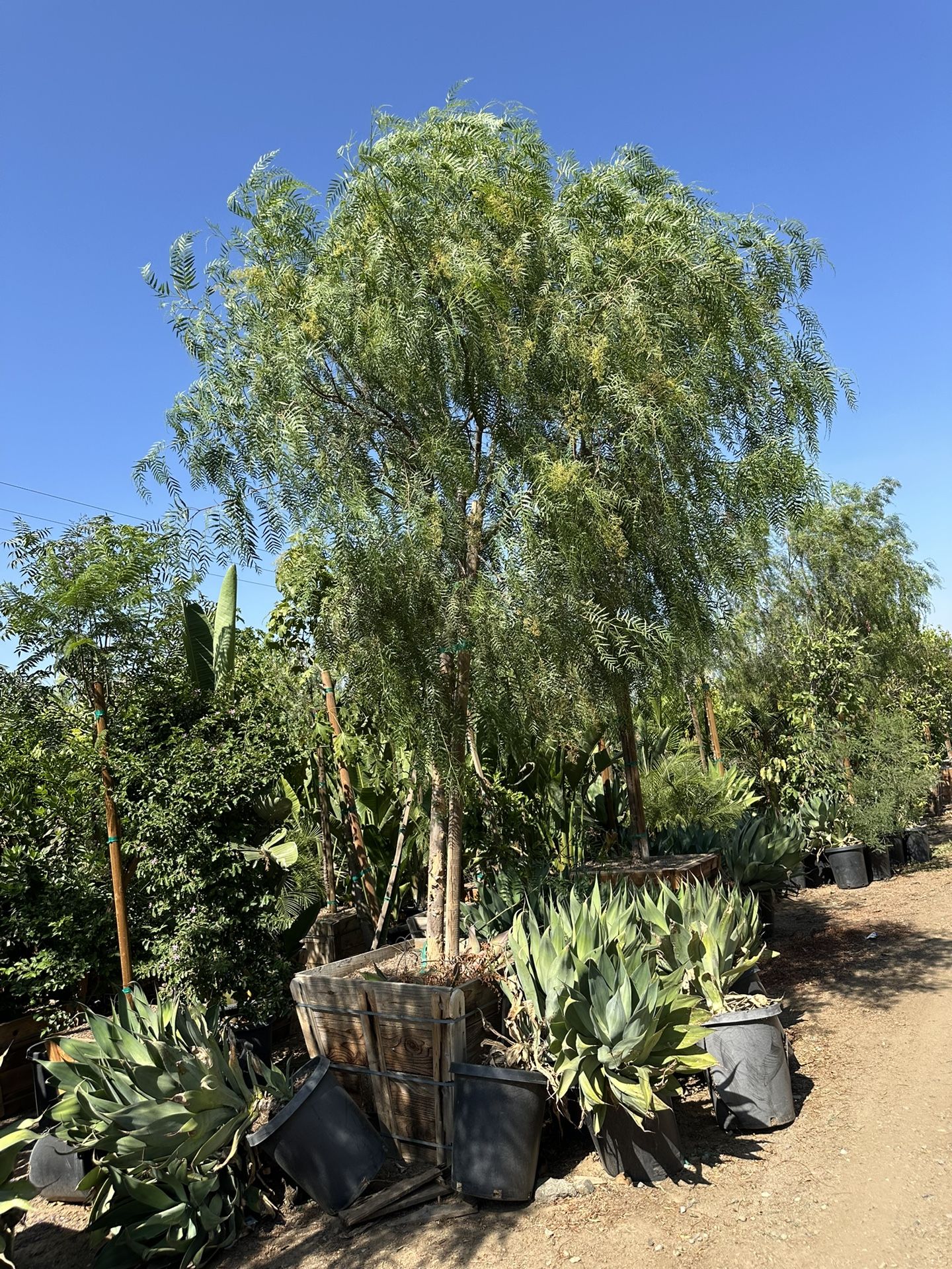 California Pepper Tree, piru, pirul, drought tolerant fast growing shade tree 36” Box