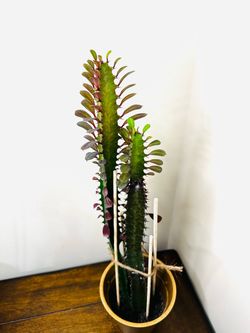 African milk tree succulent in 4.25 inch pot