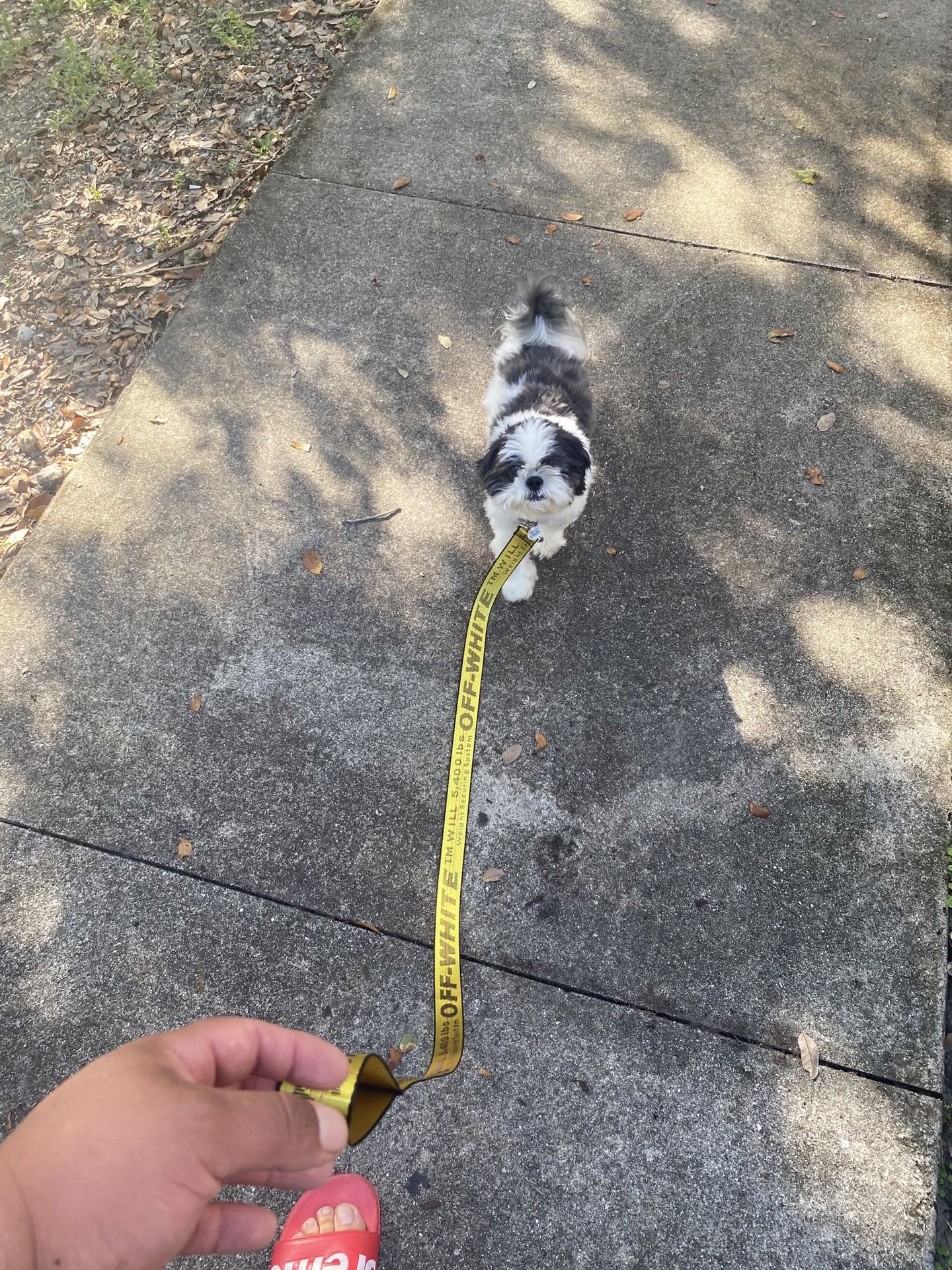Offwhite Dog Leash And Collar Special