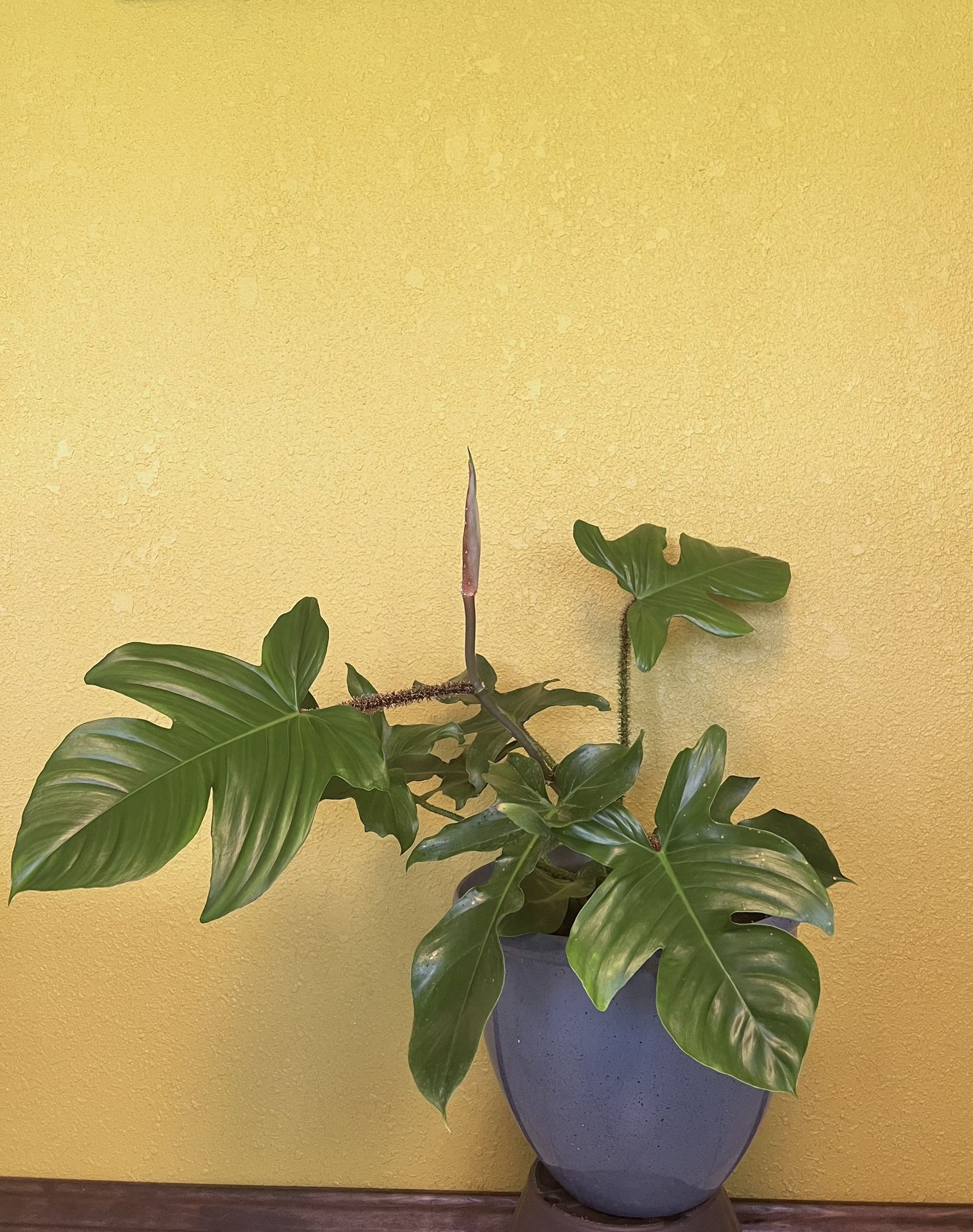 Beautiful Rare Red Bristle Philodendron $50