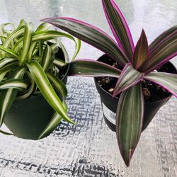 🪴Tradescantia Y Spider Wave Plant 🪴 