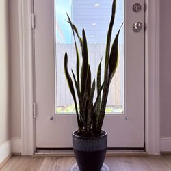 Tall Snake Plant In Ceramic Planter