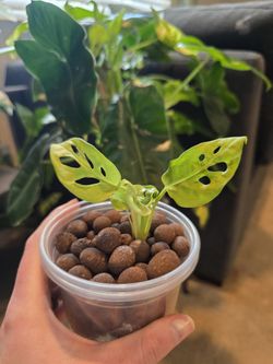 Monstera Adansonii (Swiss Cheese Plant)