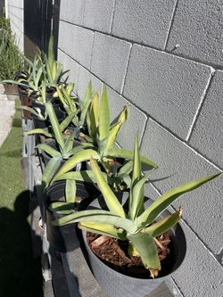 Blue Agaves Young