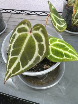 SALE: Multiple Anthurium Red Crystallinum Hybrid