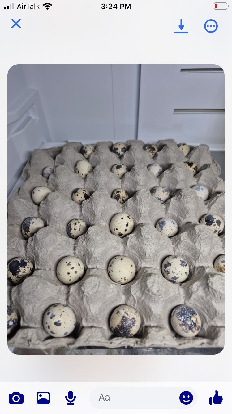 Fresh Quail Eggs