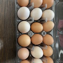 Fresh Free Range Eggs 