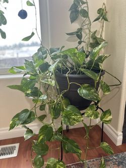 Golden Pothos / Indian money plant 50$ for Sale in Portland, OR - OfferUp