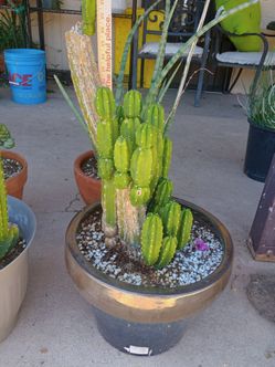 San pedro