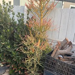 Red Stick Cactus Plant 