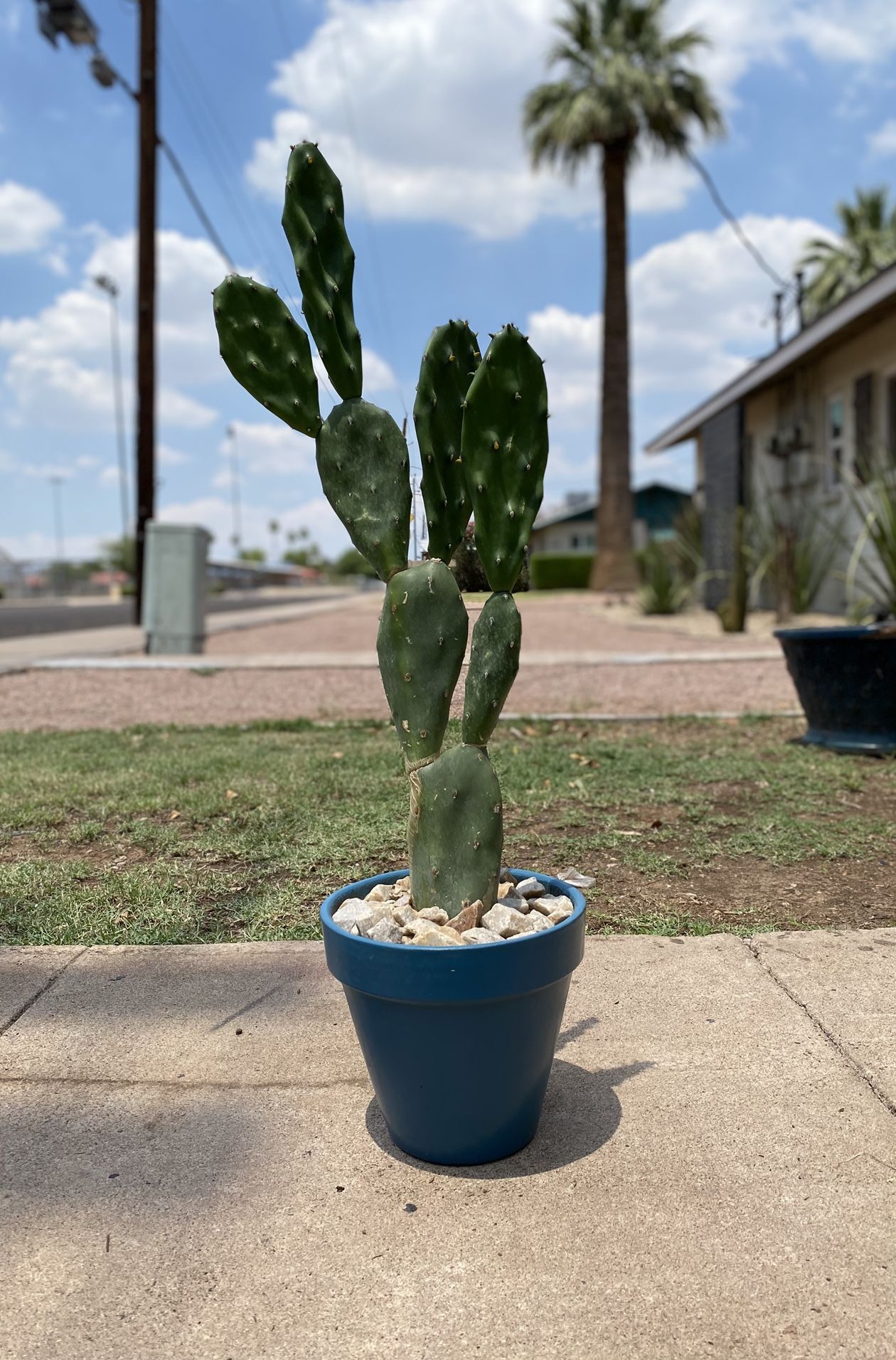 Prickly Pear Cactus Plant