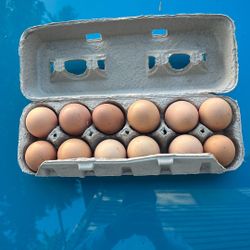 Fresh Chicken Eggs